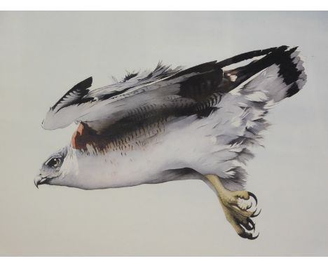 •A R Chater (20thC). Red backed buzzard, artist signed limited edition print, 223/500, 30cm x 45cm.