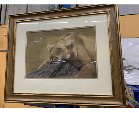 A ROGER BAILEY ORIGINAL SIGNED PASTEL OF A LIONESS IN THE MIDDAY SUN ON A TREE TRUNK TITLED 'LAZY DAYS' 77.5CM X 64CM WITH FR