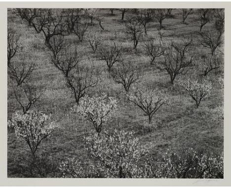 169 ANSEL ADAMS 1902-1984 Early Spring near Stanford University c. 1940 Stampa fotografica alla gelatina sali d’argento. Firm
