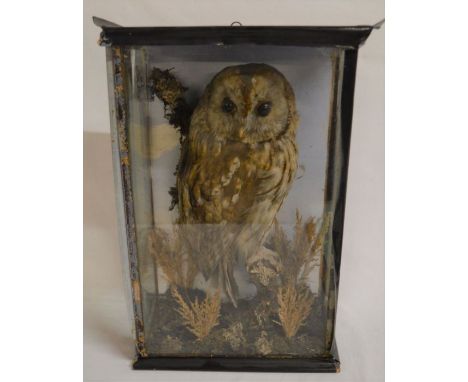 Vintage cased taxidermy owl. Case size 45cm by 29cm by 16cm
