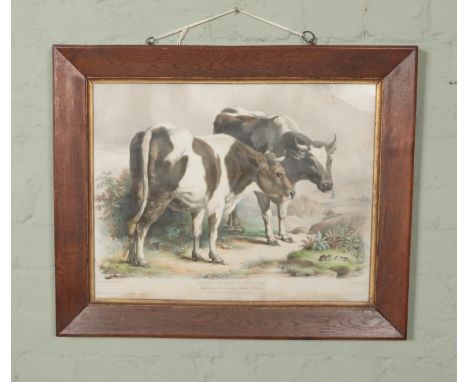 A French lithograph depciting two cows titled "Etudes D'animaux D'apres Nature"  