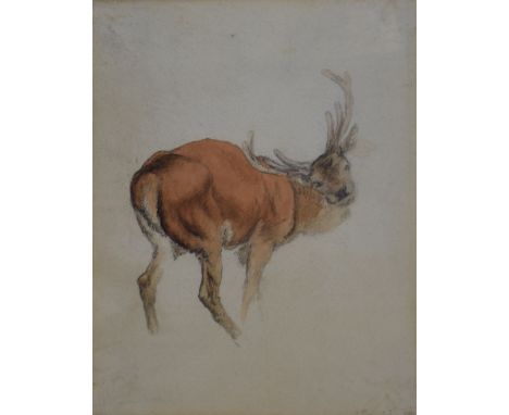 R. Hills (19th Century English School) - Pencil and watercolour - Study of a stag, dated June 23rd 1802, 24cm x 18.5cm, frame