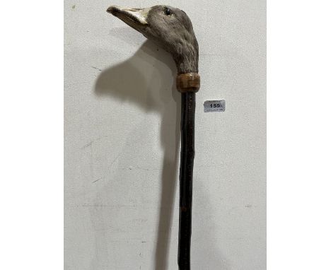 A hazel walking stick with Taxidermy duck head handle. 50½' long 