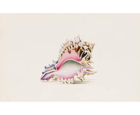 Conchology.- Johnson (Theophilus) Illustrations of Exotic Conchology, 37 hand-coloured pencil drawings, text in manuscript in