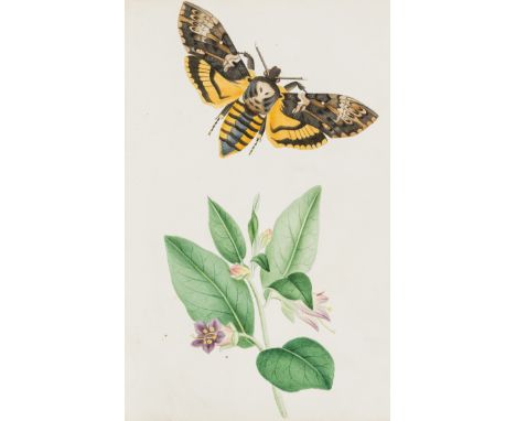 Insects.- [Johnson (Theophilus)] Illustrations of British Hawk Moths and their Larvæ, first edition, 36 original hand-coloure