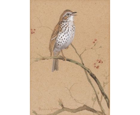 ROLAND GREEN (1896 - 1972) 'Songthrush', watercolour, signed lower right, 24cm x 17cm approximately and a John Jinman lapwing