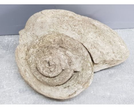 Large Gastropod fossil, 65 million years old, Morocco North Africa