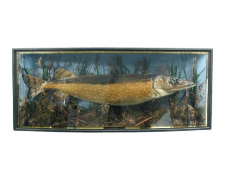 Pike, (Esox), a cased fish, with blue backboard with W. Howlett Newmarket label, reed and gravel base in glazed bow front cas