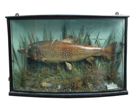 Brown Trout (Salmo trutta),a cased fish, cased on blue background with card label on base 'Brown Trout caught on fly, Lough I