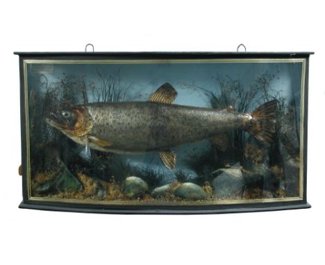 Brown Trout, (Salmo trutta) a cased fish, by H Tindall, on blue background with label caught by G L Partridge on Marlow, aged