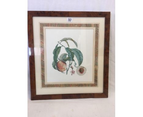 COLOURED BOTANICAL PRINT OF A PEACH, ITS BLOSSOM &amp; FOLIAGE IN A FINE BURR WALNUT FRAME, 20” X 19”