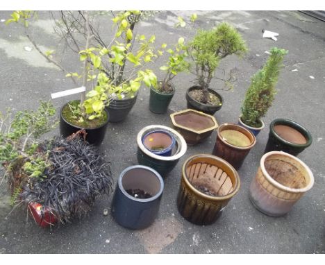 A LARGE SELECTION OF CERAMIC PLANTERS TO INCLUDE EVERGREEN PLANTS