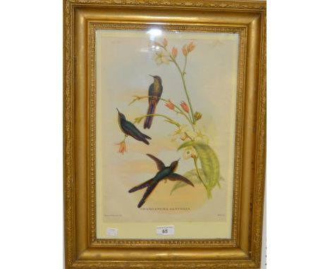 A framed hand coloured print, Sparganura Glyceria