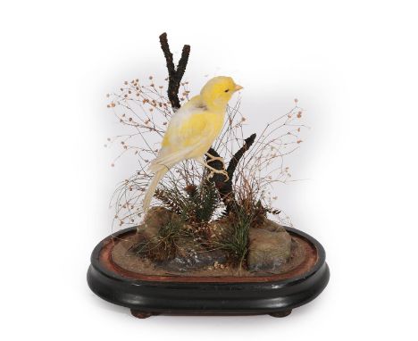 Taxidermy: A Late Victorian Yellow Canary (Serinus flaviventris), circa 1880-1900, a full mount adult bird perched upon a sma