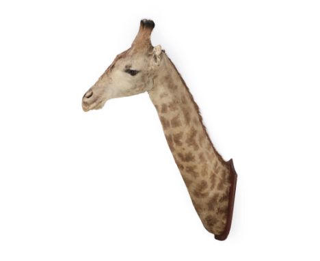 Taxidermy: Giraffe (Giraffa camelopardalis), dated August 1945, Tsankaruka, South Rhodesia, by J.R.IVY (PTY) High Art Taxider