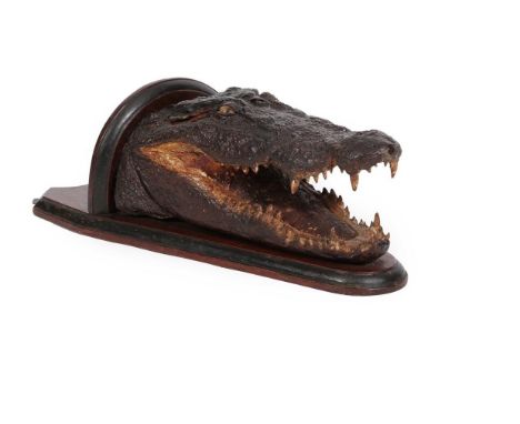 Taxidermy: A Late 19th Century Nile Crocodile (Crocodylus niloticus), a young adult Crocodile head mount with mouth agape, gl
