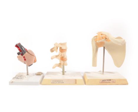 A Group of Three Plastic Anatomical Models, of heart and lungs, hip joint, and vertebrae, on rectangular bases, the largest 2