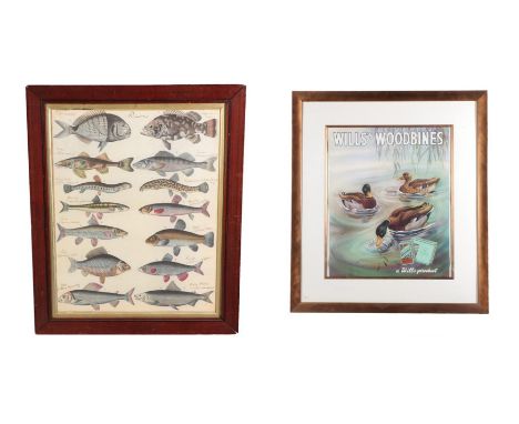 A Wills's Woodbines Advertising Poster, inscribed WILLS'S WOODBINES A Wills Product with three swimming ducks and two packets