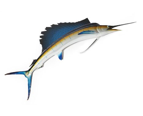Taxidermy: A Large Fibreglass Mount of a Indo-Pacific Sailfish (Istiophorus platypterus), modern, a large wall mounted model 