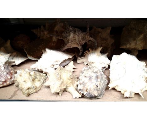 Shelf of medium sized conch shells. Not available for in-house P&amp;P, contact Paul O'Hea at Mailboxes on 01925 659133 