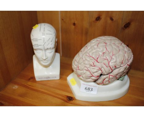 A pottery phrenology head and a model of a brain
