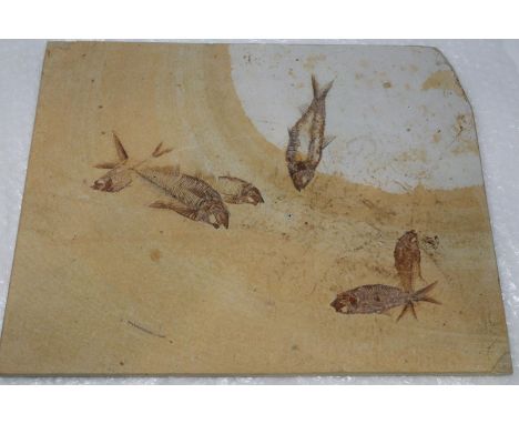 Limestone panel containing various fossilised fish specimens, 32 x 41 cm. P&amp;P Group 2 (£18+VAT for the first lot and £3+V