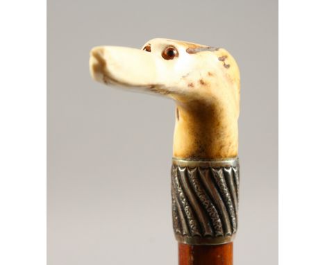 A BONE HANDLED WALKING STICK, carved as a dogs head, with silver band. 32ins long.