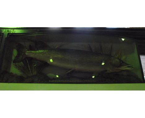 A good quality taxidermy pike set within a bow fronted and glazed timber framed case, placed within a naturalistic river bed 