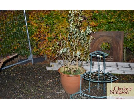 A glazed planter and contents 