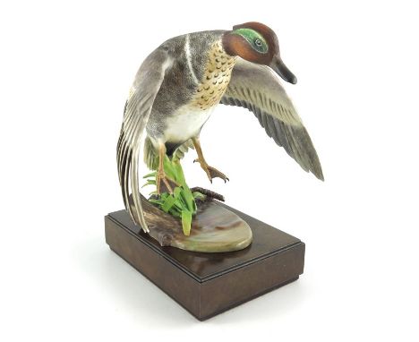 Ronald Van Ruyckevelt for Royal Worcester, a figure of a Green Winged Teal, 1970, modelled in descent, number 145 of 500, wit