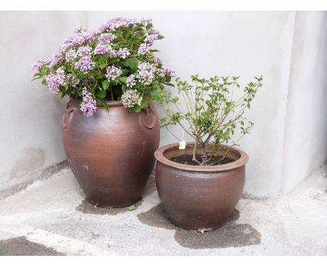 A large terracotta planter with hydrangea and medium terracotta planter with holly 