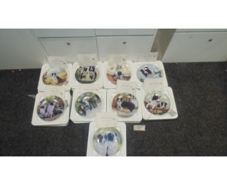 7 Royal worcester plates from the collection ''The Border collie'' 