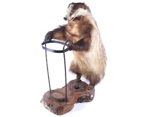 A taxidermy of a badger (Meles Meles) incorporated into a stick stand. The red and white badger placed in a standing position