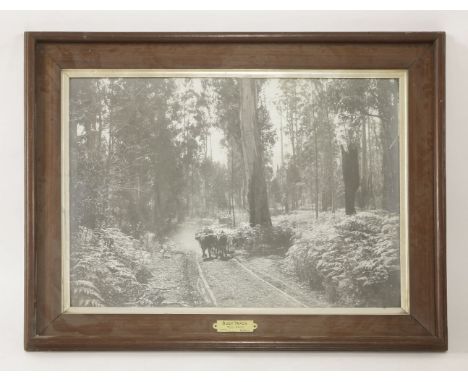 Bush Track, Toolahgi, Victoria, Australia,a large photographic print, in a bean wood frame, inscribed 'This frame is Made of 