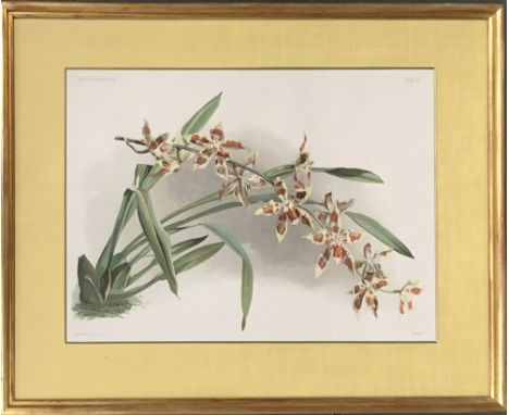 After Joseph Mansell, Reichenbachia orchid, colour lithograph, 35x49cm 