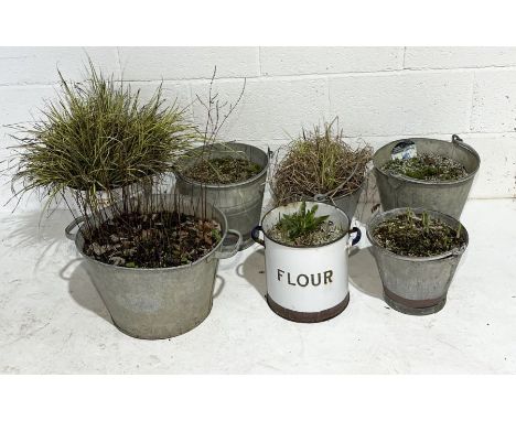 A collection of galvanised and enamel bucket planters