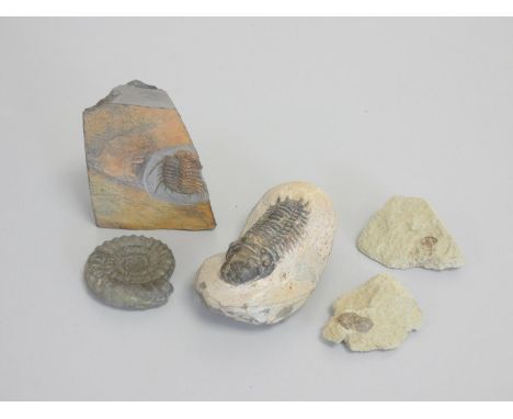Fossil group comprising predominantly of trilobites in stone matrices, to include an impressive Crotalocephalina, Devonian pe