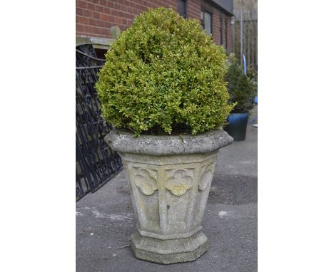 Horticulture  - a box tree in a tapering octagonal reconstituted stone planter.