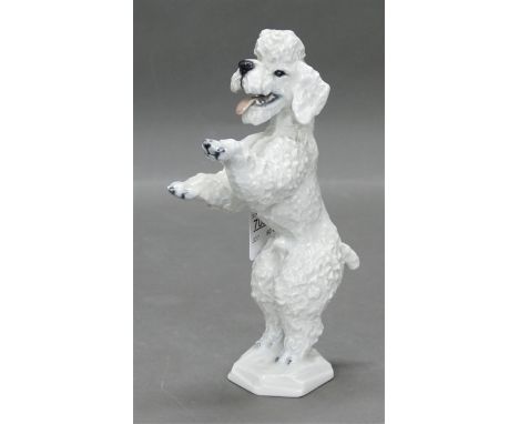 Porzellanskulpturweiß, teilweise bemalt, stehender Pudel, grüne Bodenmarke, Manufaktur Rosenthal, um 1970, h 22 cm