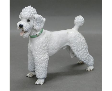 Porzellanskulpturstehender weißer Pudel, bemalt, grüne Bodenmarke, Manufaktur Rosenthal, um 1970, h 19 cm