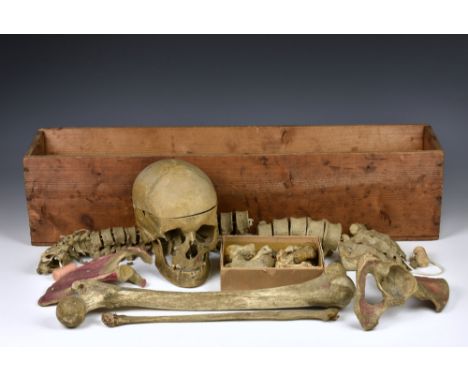 ANATOMY - An early 20th century half human skeleton (disassembled), the skull with upper jaw and removable top, other bones b