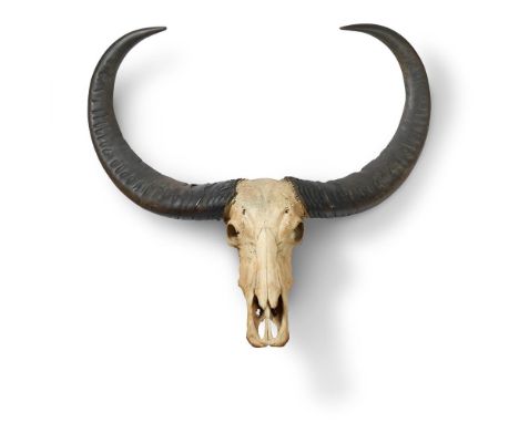 
	
		A PAIR OF PRESERVED SKULL MOUNTED BUFFALO HORNS
		Approximately 125cm high x 140cm wide overall
		Provenance: 
		Supplie