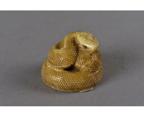 A Japanese signed ivory netsuke, modelled as a coiled snake, with metal eyes and protruding stained red tongue, signed to und