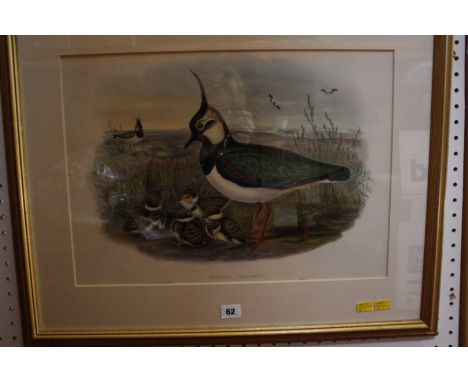 After Gould Lapwing 'Vanelius Cristatus' Colour lithograph 36cm x 50cm