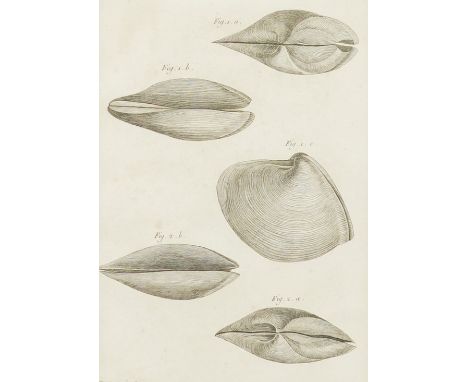 HENRI JOSEPH REDOUTÉ (BELGIAN, 1766-1852) (8)Mactre, plates 251 and 258 
set of engravings
each 22.5 x 16cm
together with a s