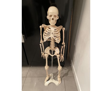A MODEL, BELIEVED EDUCATIONAL ORIGIN, OF AN ARTICULATED HUMAN SKELETON OM A CAST METAL STAND - HEIGHT 85 CM 