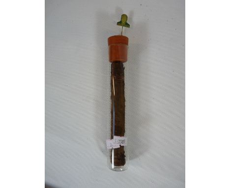 A Amorvana Jamaica Cigar in glass tube reputedly once owned by Winston Churchill with matching Stick Pin. Condition: Some det