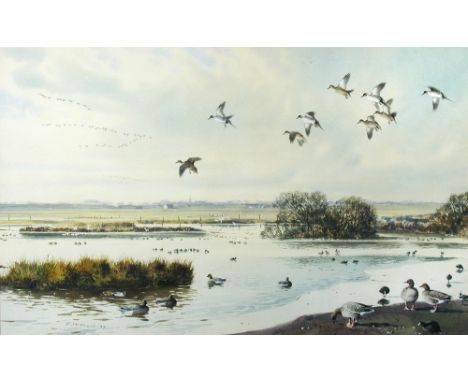 § Rodger McPhail (Britihs, b.1953) Pintails signed lower left "R McPhail '77" watercolour 33 x 53cm (13 x 21in)  A little los