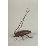 A BRONZE OKIMONO OF A LONGHORN BEETLE, 6.5cm long.