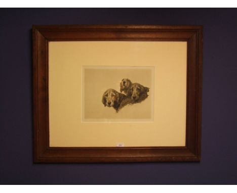 After G Earl, print, "pencil study of three dog heads", signed in pencil lower left, 24 x 32 cm framed &amp; glazed 
